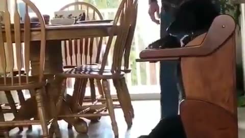 Funny animal videos|Cute animal videos |Funny dog&cat videos|Hilarious pet videos|Funny video