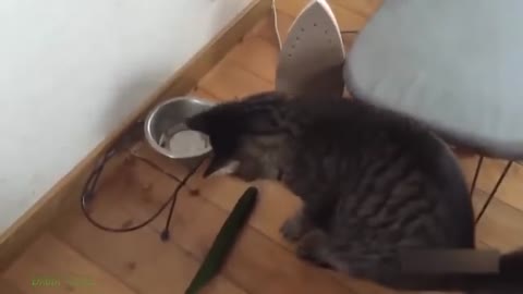 Funny w our cat