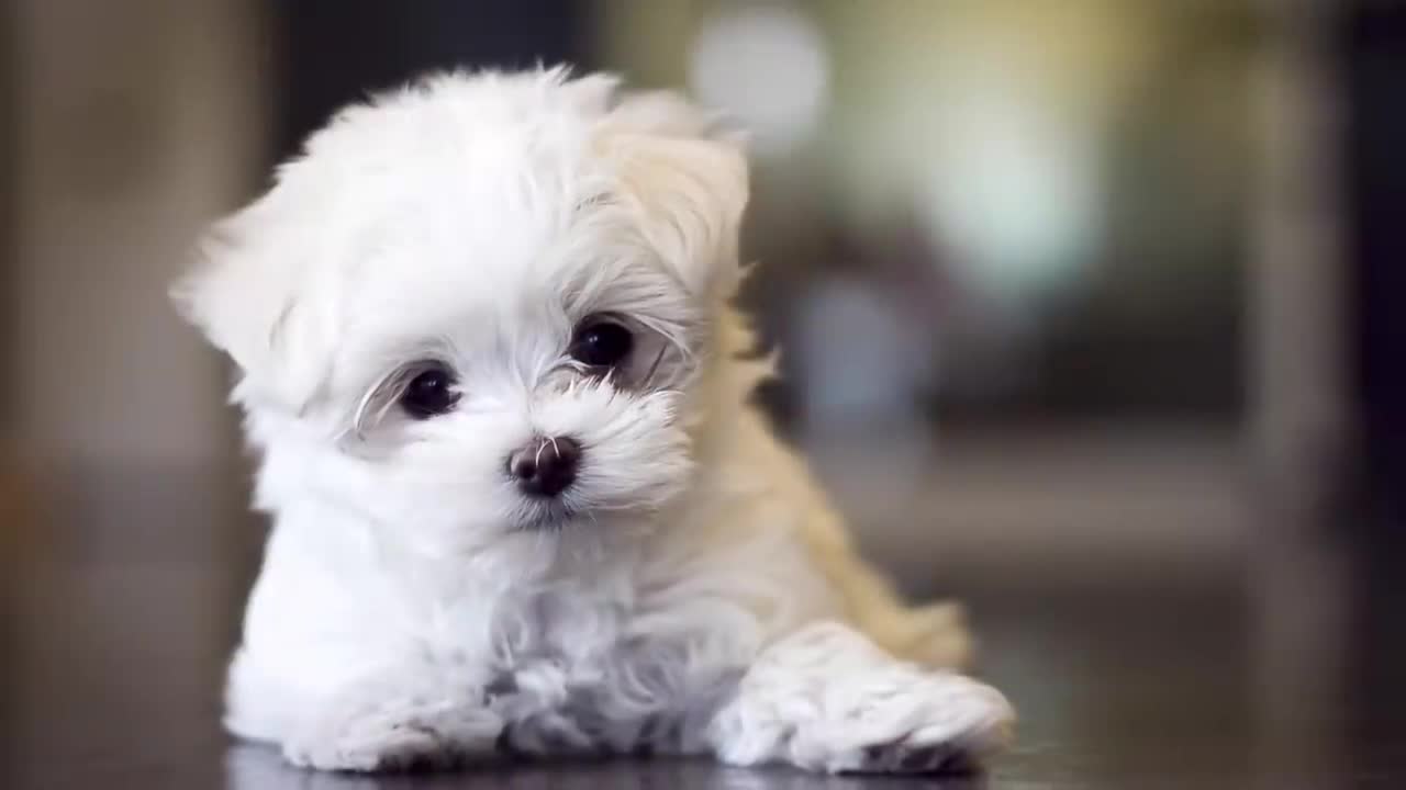 Top 10 Dog Breeds That Don't shed or smell | Small Dog Breeds That Don't Shed