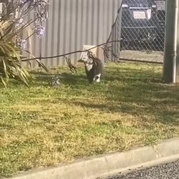 New Funny animals 2023😆 - Funniest Cats and Dogs Video🐕🐈 #shorts videos