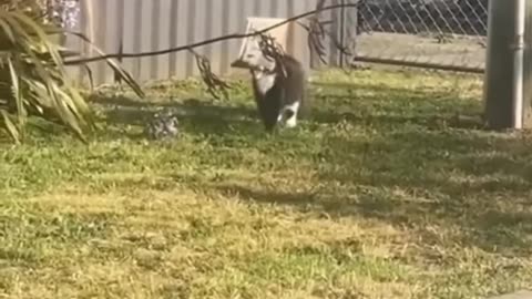 New Funny animals 2023😆 - Funniest Cats and Dogs Video🐕🐈 #shorts videos