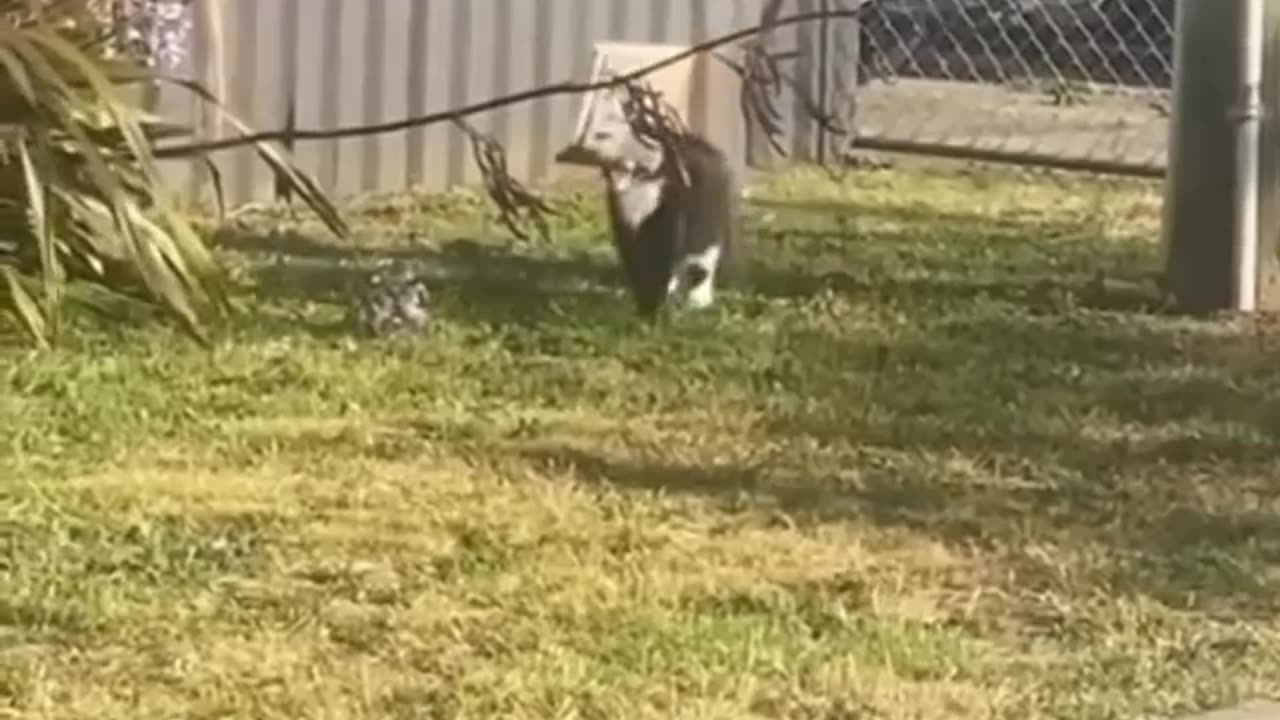 New Funny animals 2023😆 - Funniest Cats and Dogs Video🐕🐈 #shorts videos