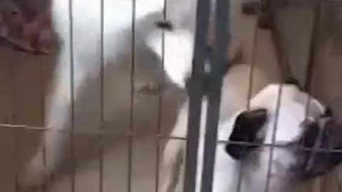 Funny dog | Angry dog video