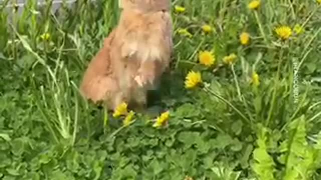You don’t have to please nobunny