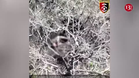 Russians, preparing to fire on the Ukrainian fighters from wooded area, were themselves fired upon