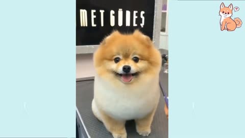 👍 Best Funny Dogs 🐶 Of The Month Try Not To Laugh Challenge 2021