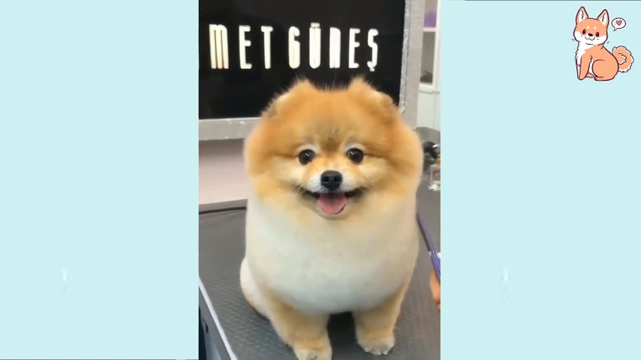 👍 Best Funny Dogs 🐶 Of The Month Try Not To Laugh Challenge 2021