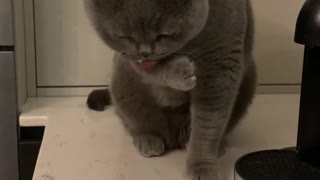 Don’t talk to me until I’ve had my catpuccino