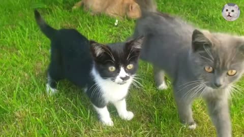 Cute Baby Kitten Video | Baby Cat | Cute Cats video | Funny Cat