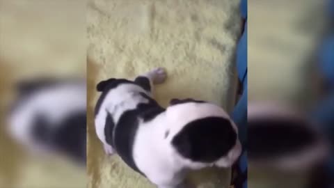 Baby Dogs Video Cute Pets And Funny Animals 2022 Compilation