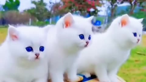 Some Little Handsome Cat puppy