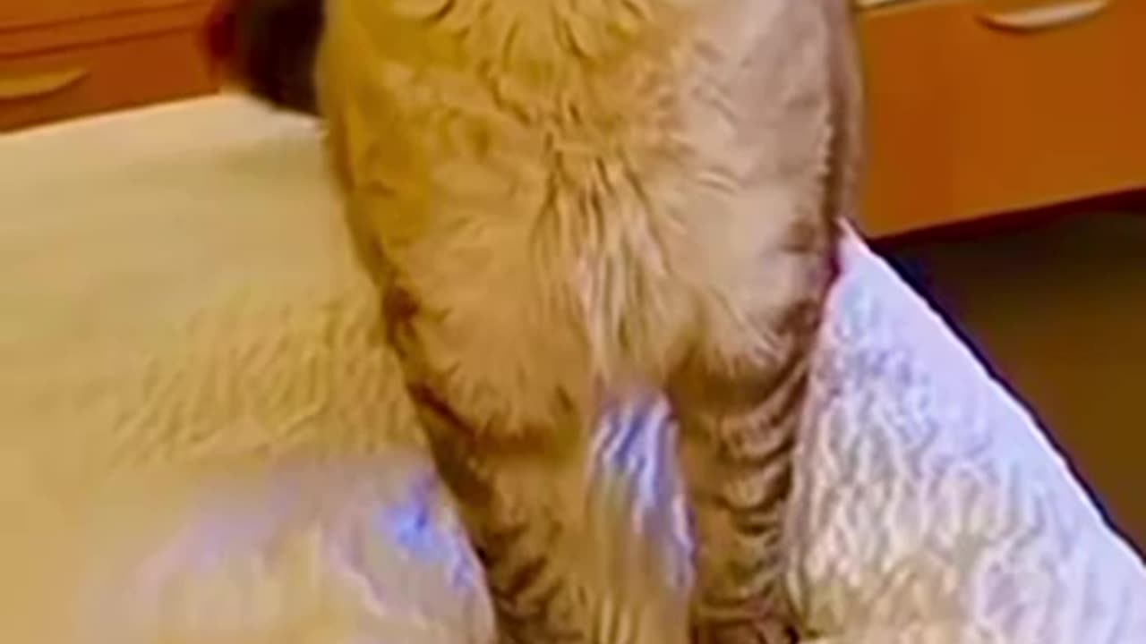 funny animal