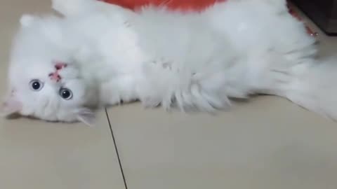 Lovely cat