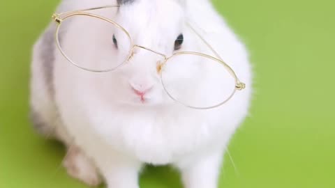 Rabbit funny video😂