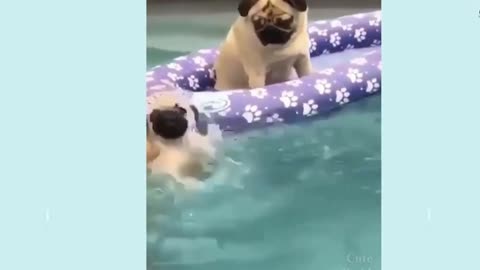 two pretty puppies in the swimming pool