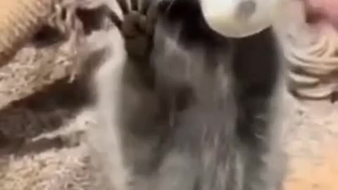 The Cutest Animals: Cats and Dogs part 2