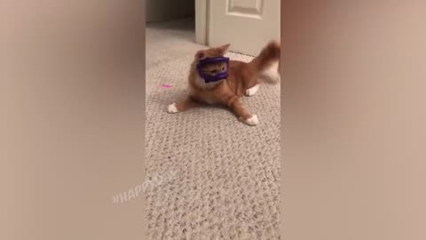FUNNY CATS 2023 AND OTHER ANIMALS_ 10 MINUTES OF LAUGHTER_FUNNY ANIMALS 2023_BEST CAT JOKES