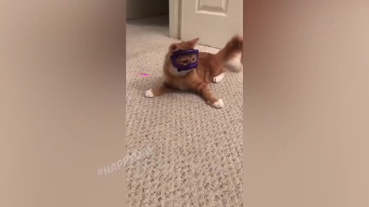 FUNNY CATS 2023 AND OTHER ANIMALS_ 10 MINUTES OF LAUGHTER_FUNNY ANIMALS 2023_BEST CAT JOKES