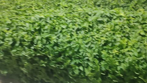 Green peace of likfe