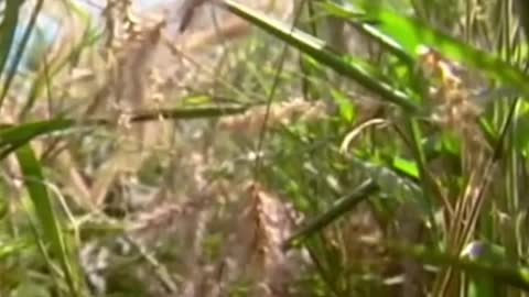 Flash Elephant Shrew