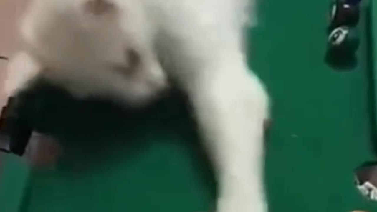 cute cats and kittens # 2 / happy cat - Cat playing pool
