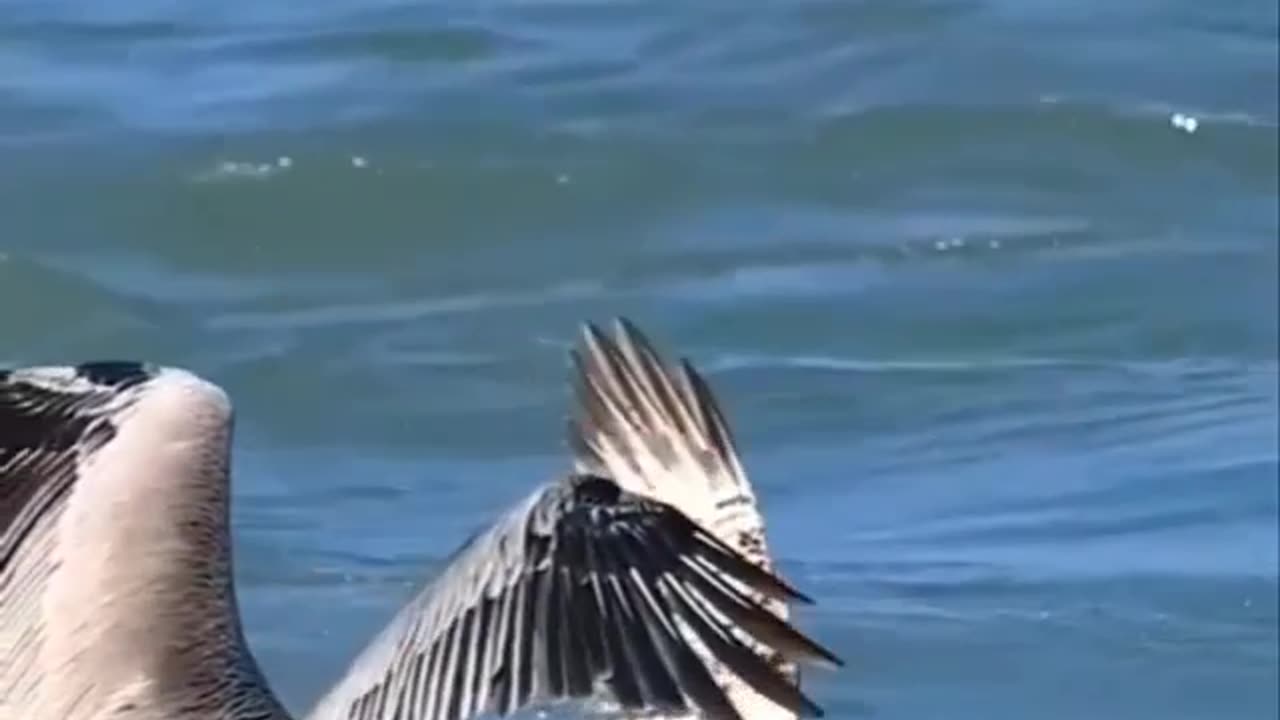Eye of the predator