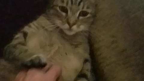 RV Cat Life