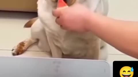 Funny Dog