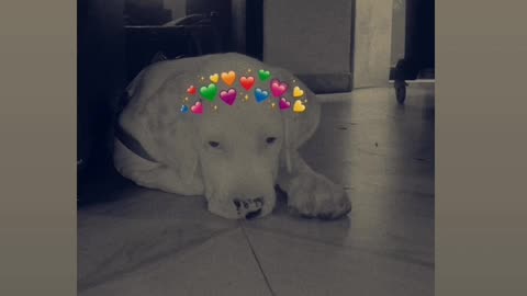 Cute puppy 🐶🐶😍😍😍😍😍