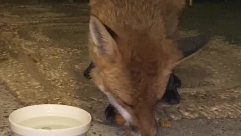 Phil the Fox Tries to Take too Many McNuggets at Once