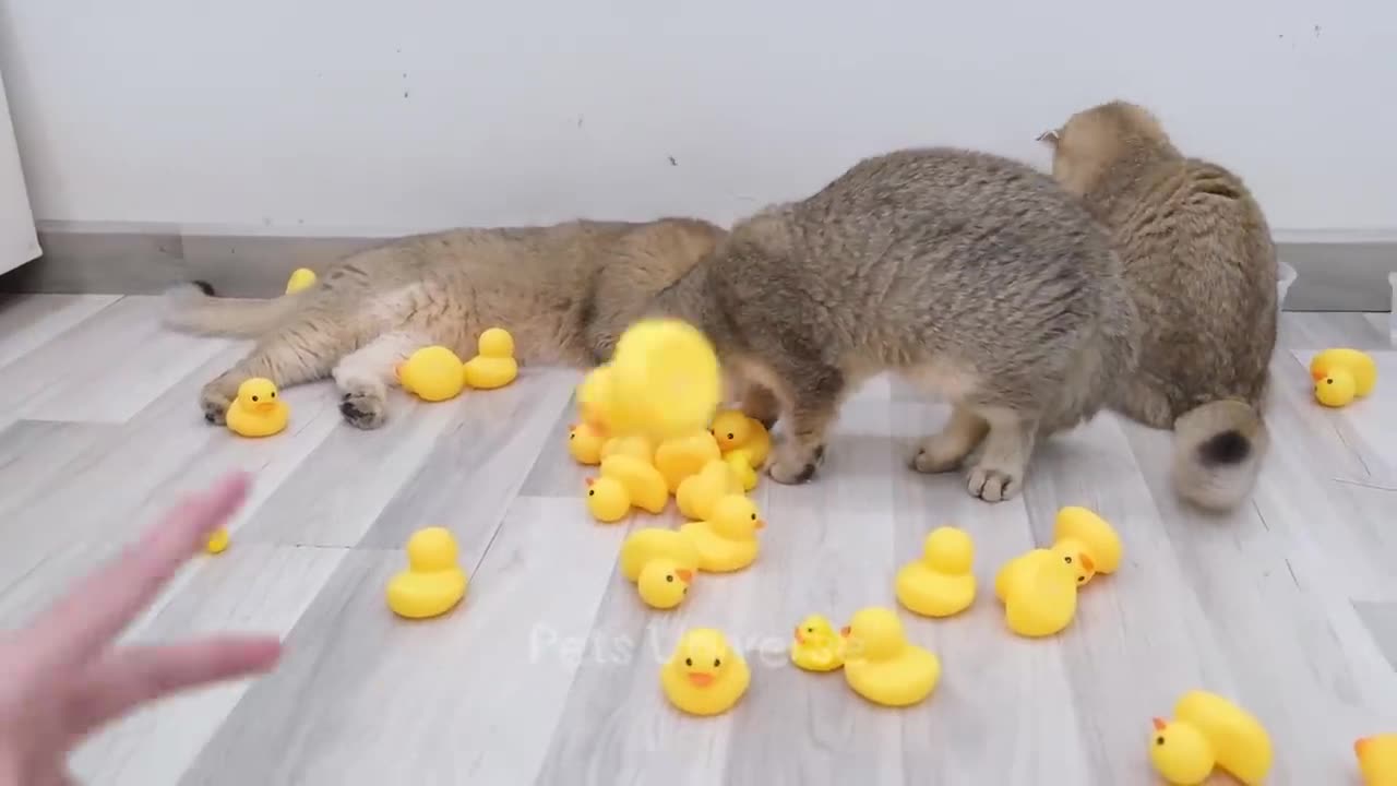 You Laugh You Lose 😅 Funniest Cats and Dogs