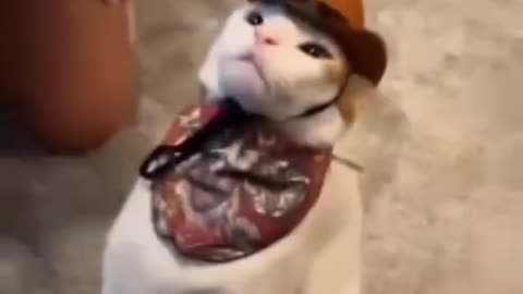 Funniest.Animal 11