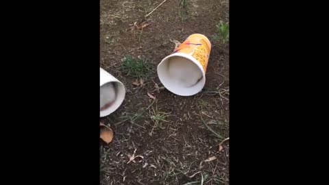 Cute baby animals Videos Compilation cute moment of the animals - Cutest Animals #22-7