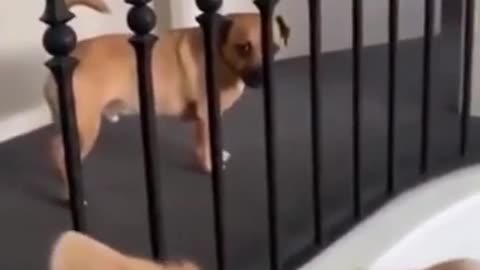 Super Funny Dog Videos --LAUGH at FUNNY DOGS