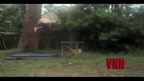 14 awesome viral videos fail in 30 seconds