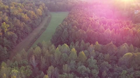 Drone Sunset Flight over Trees