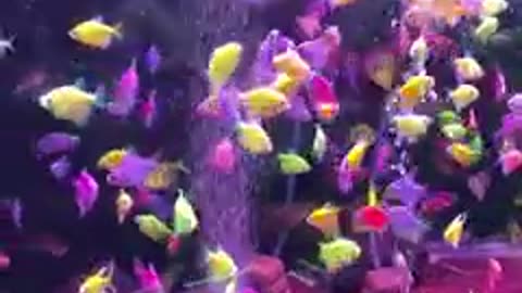 decorativ fish beauty