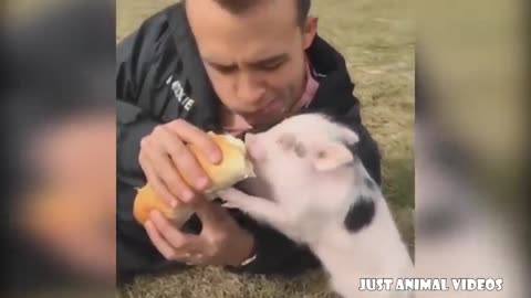CUTE MICRO PIG | MINI PIG VIDEO Compilation