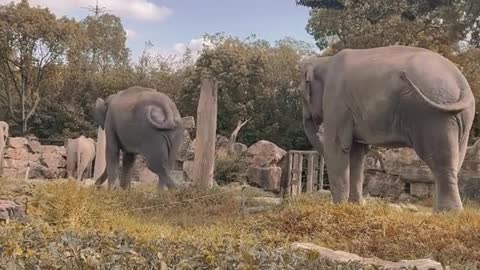 The elephant