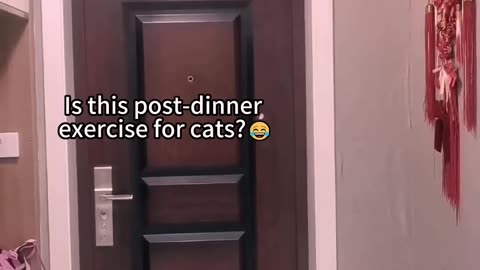 Is this post_dinner exercise for cats?!🤣🤣👌