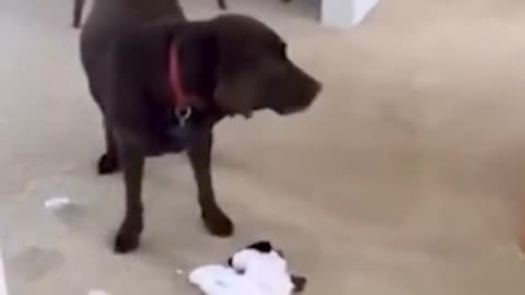 Fast as f boy