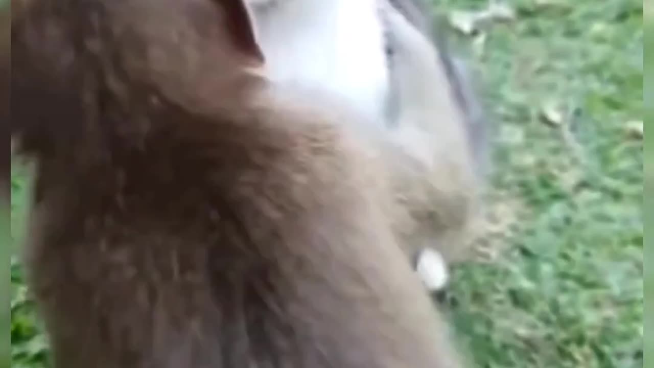 the mongkey cathing and eating the fleas feeding animals #farmlife #natgeowild #wildlife #mongkey