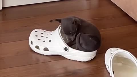 Idk why I spent money on a bed when she prefers a CROC Credit ViralHog