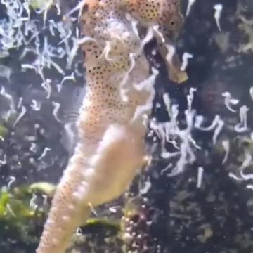 SEA HORSE GIVING BIRTH