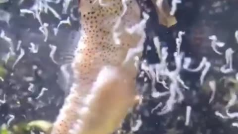 SEA HORSE GIVING BIRTH