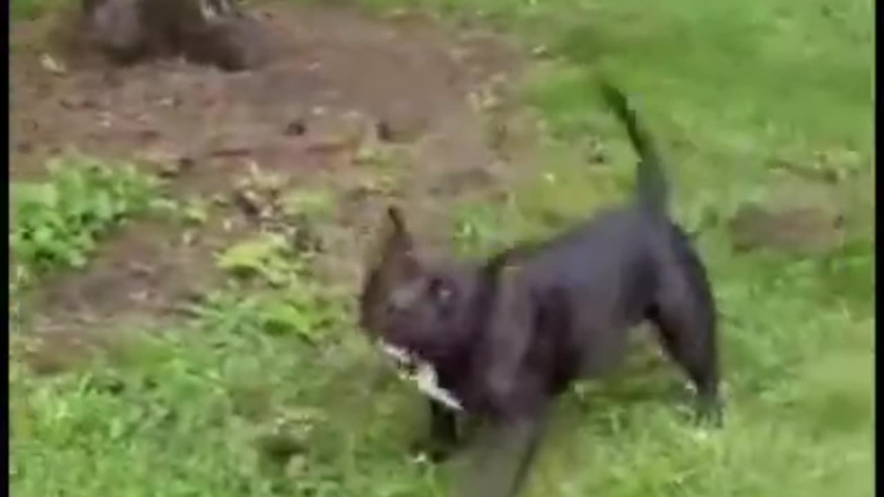 Funny Dog “Do a flip”