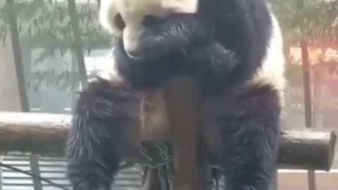 Sad panda video
