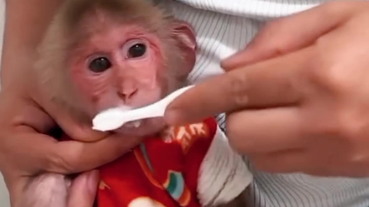 Monkey brushing right now, really amazing