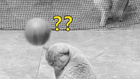 Funny Cats Video Amazing Funny Cats Video 2023