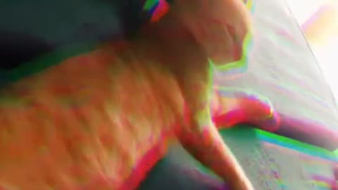 Cute kittens
